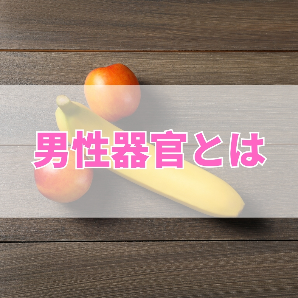 男性器官（だんせいきかん）とは