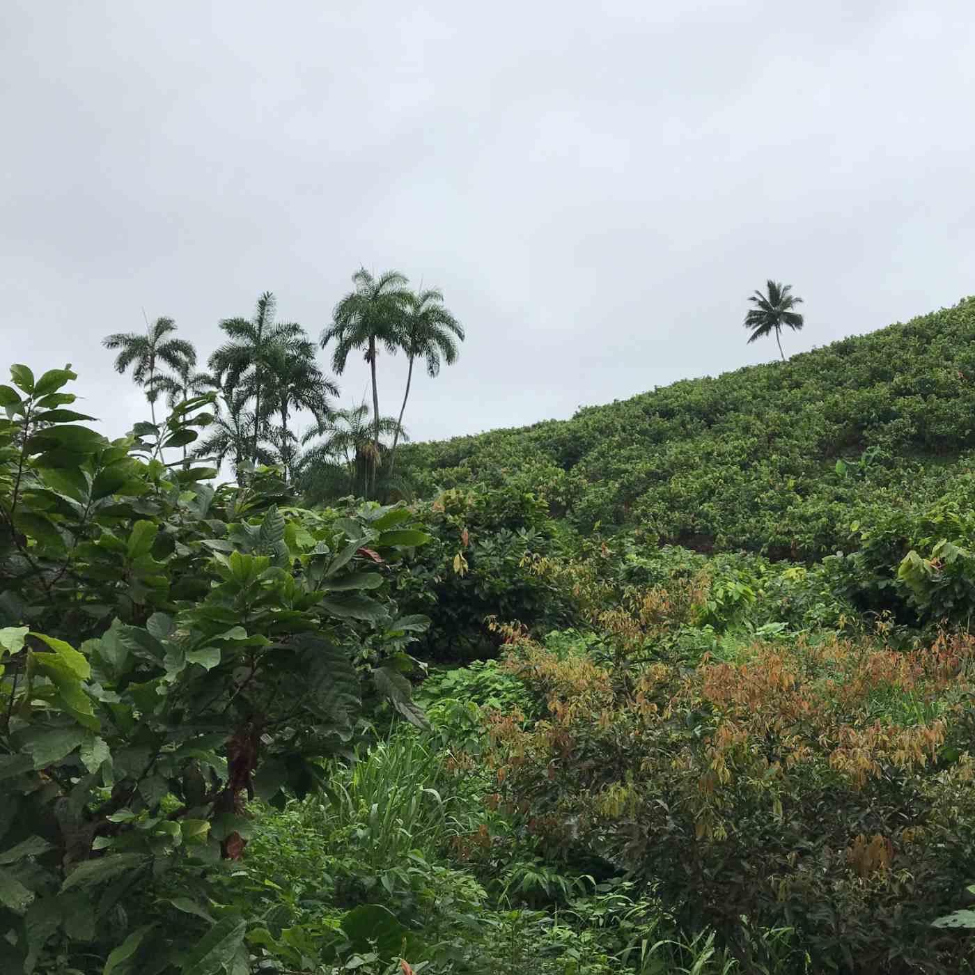 Costa Esmeraldas, Ecuador 85% 2022 Batch 1 Single-Origin Chocolate Bar