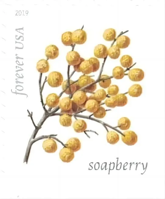 Winter Berries Forever Stamps 2019