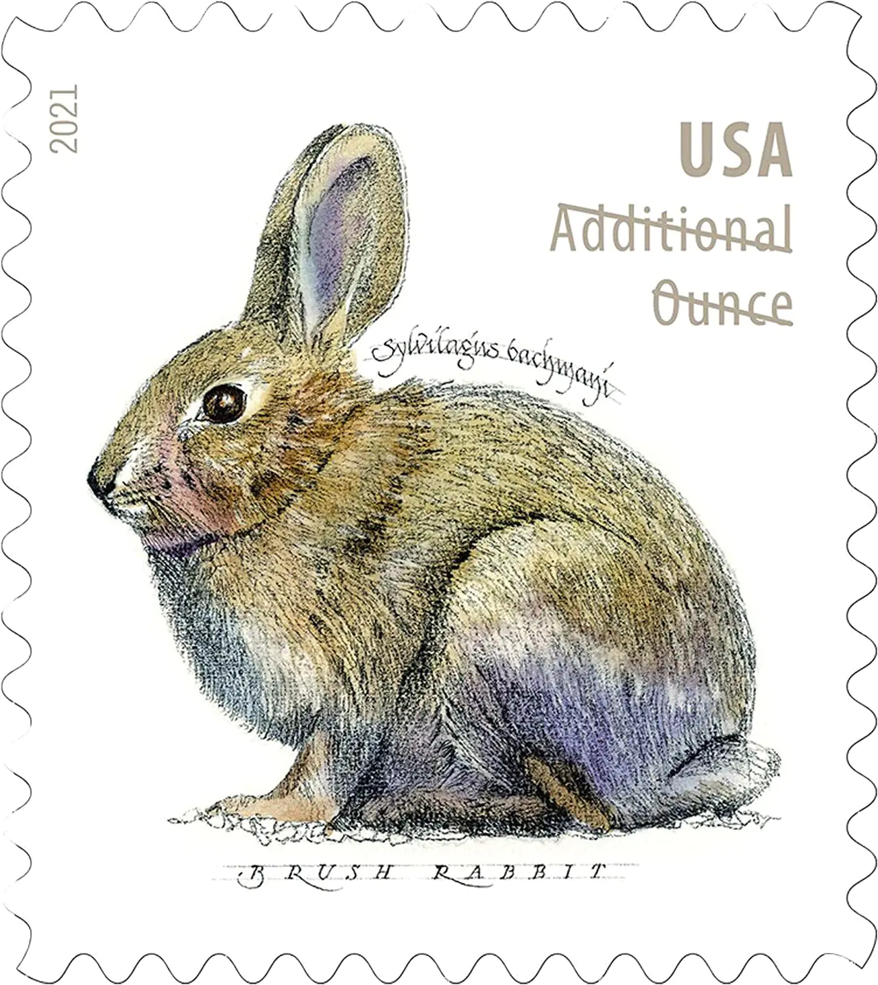 Rabbits. 2021