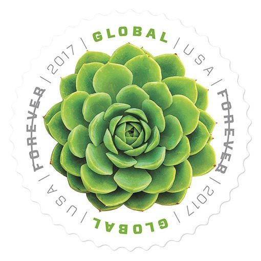 The Green Succulent 2017