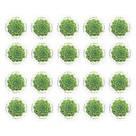 The Green Succulent 2017