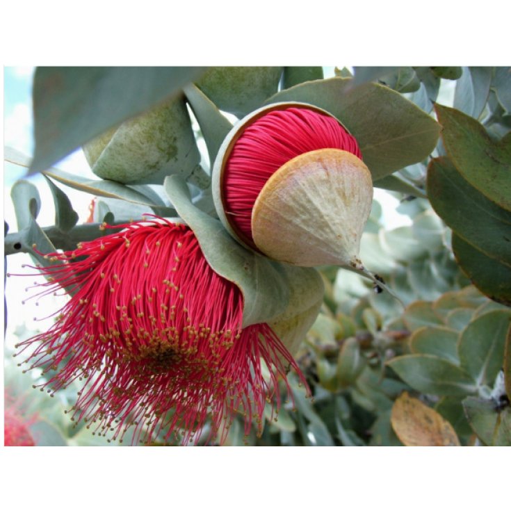 Macrocarpa Essenza 15ml