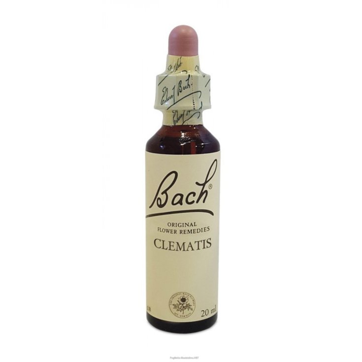 Clematis Flower Remedy Bach Center Natur 20ml