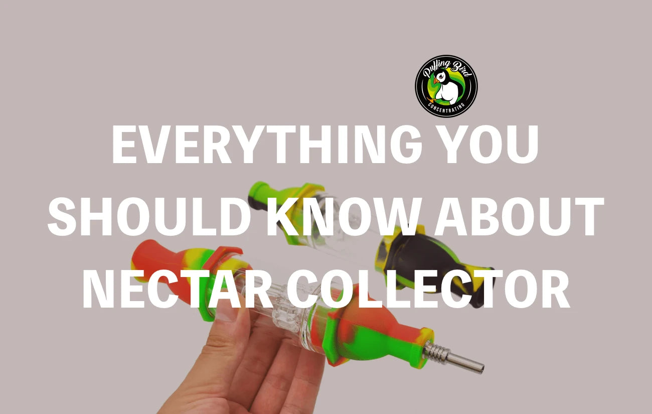 Everything you should know about nectar collector