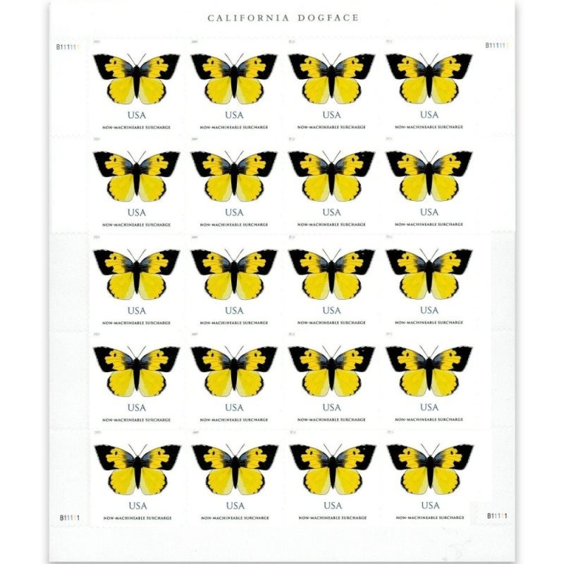 California Dogface Butterflies 2019
