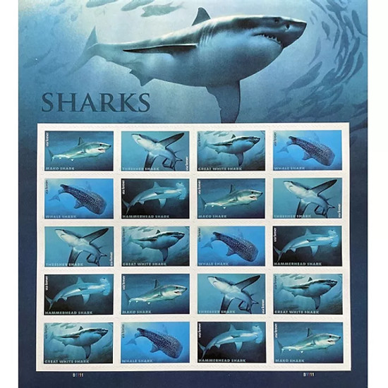 Sharks 2017