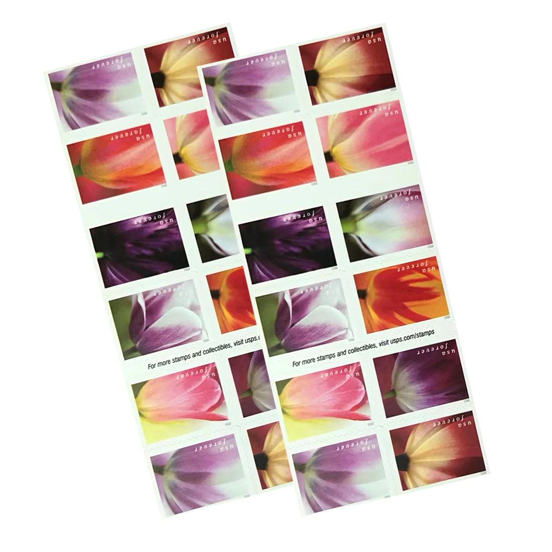 2023 Tulip Blossom