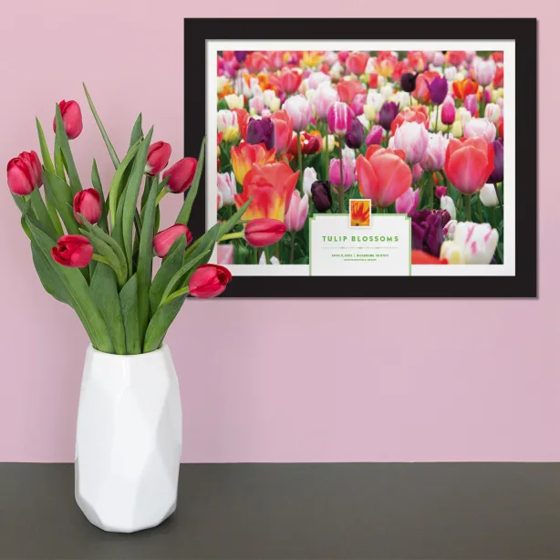 2023 Tulip Blossom