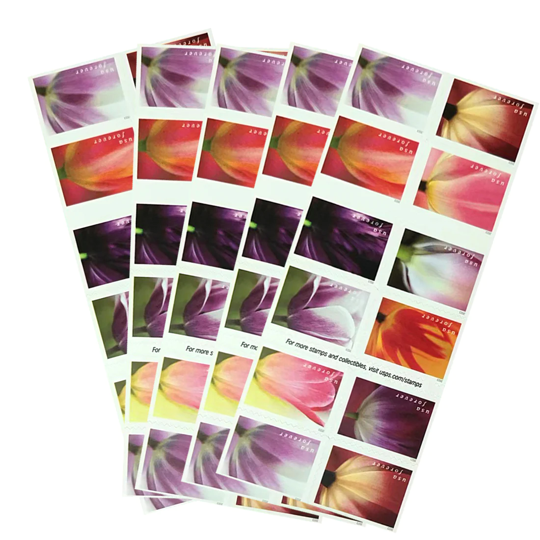 2023 Tulip Blossom