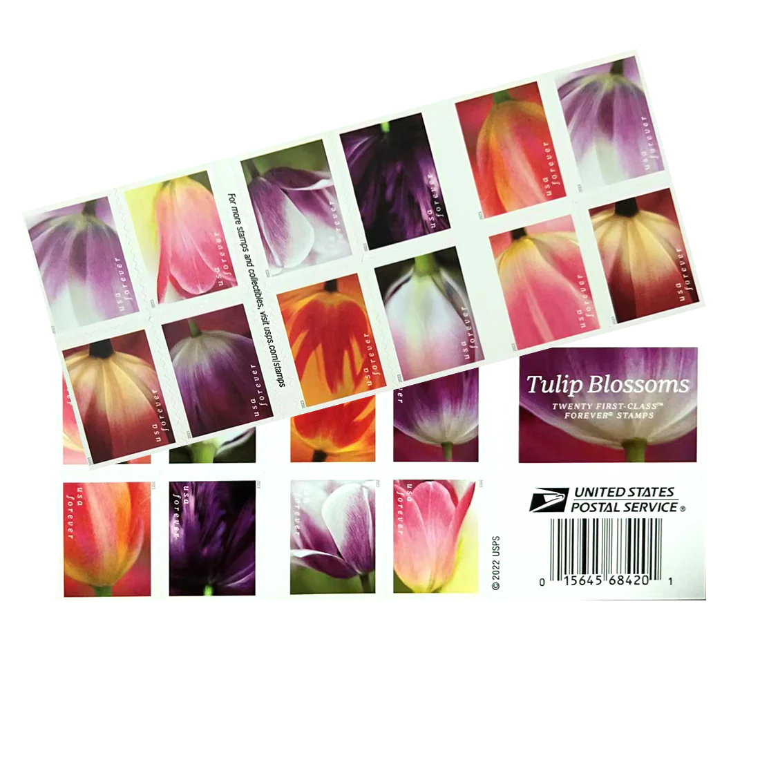 2023 Tulip Blossom