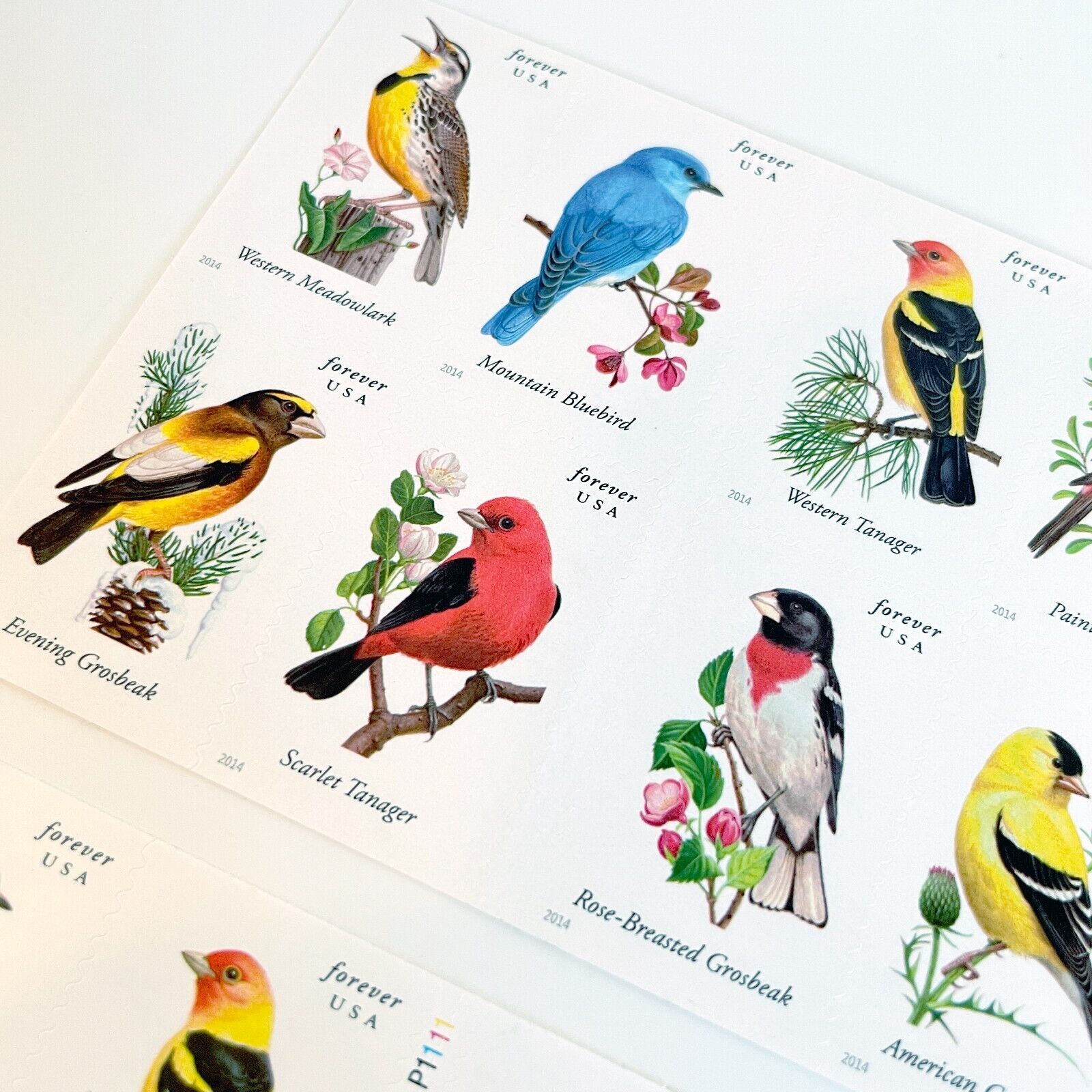 2014 Songbirds