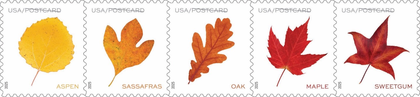 2025 Vibrant Leaves(Postcard)