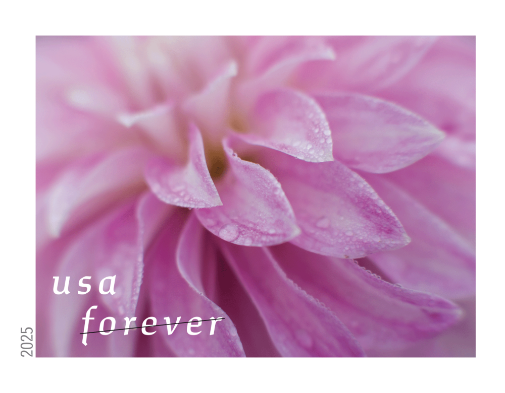 Dahlias 2025