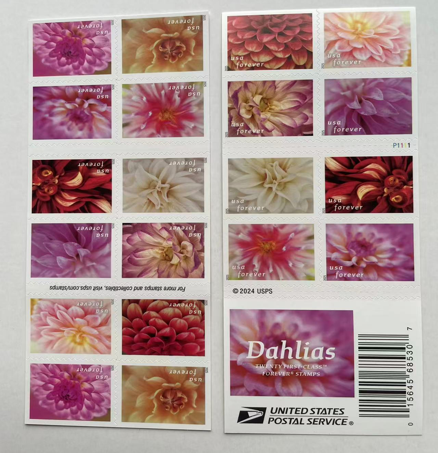 Dahlias 2025