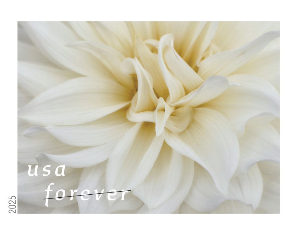 Dahlias 2025