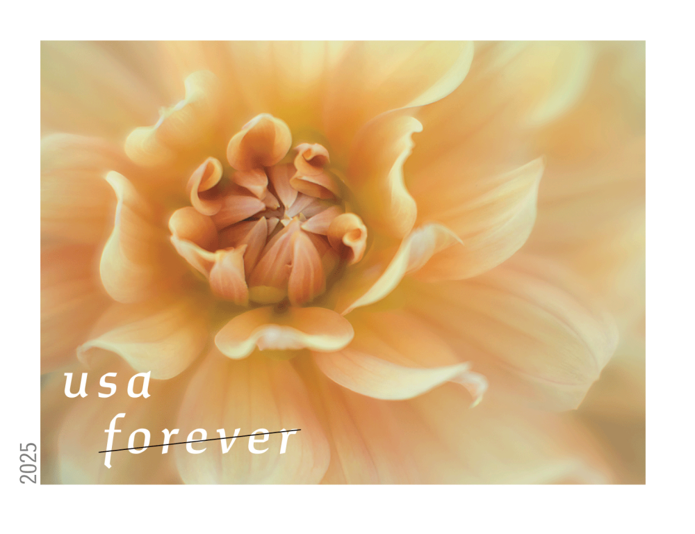 Dahlias 2025