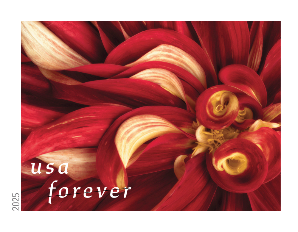 Dahlias 2025
