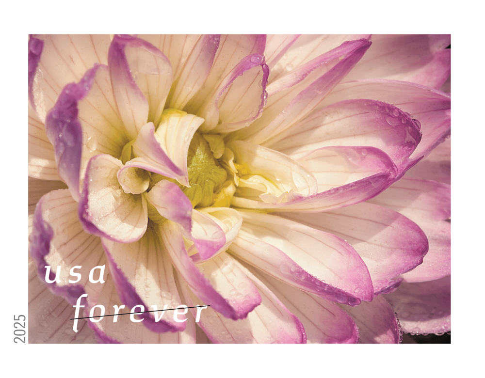 Dahlias 2025