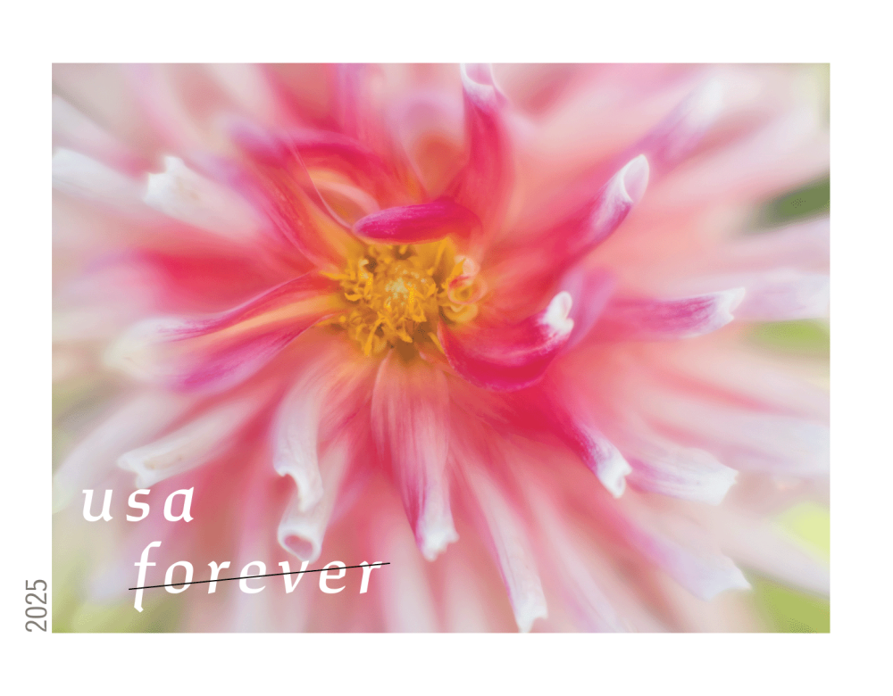 Dahlias 2025