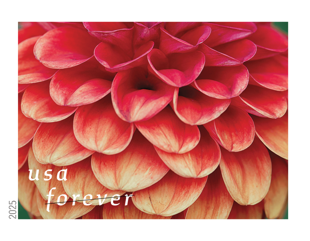 Dahlias 2025