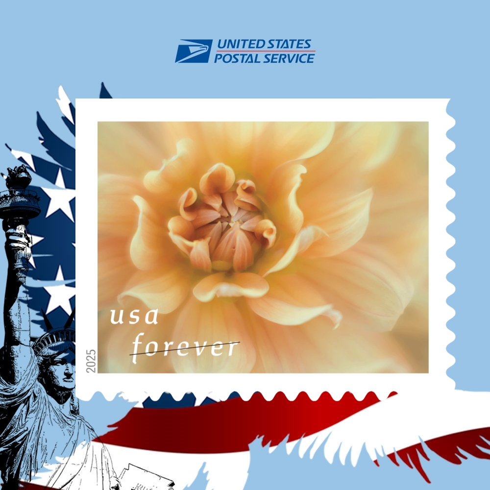 Dahlias 2025