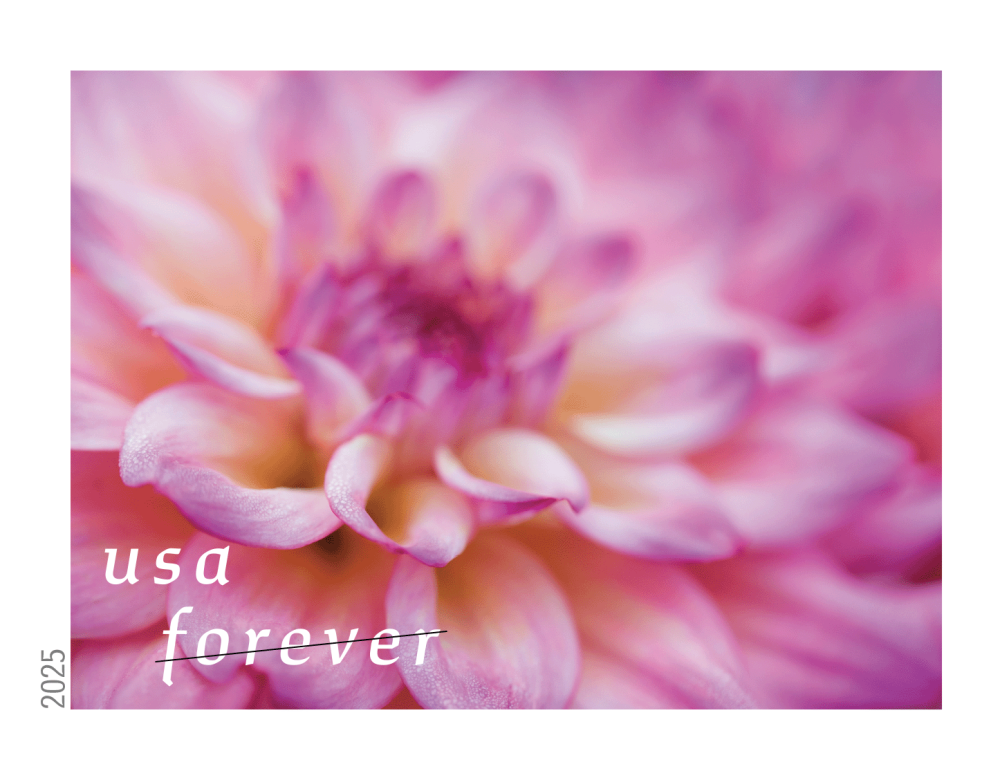 Dahlias 2025