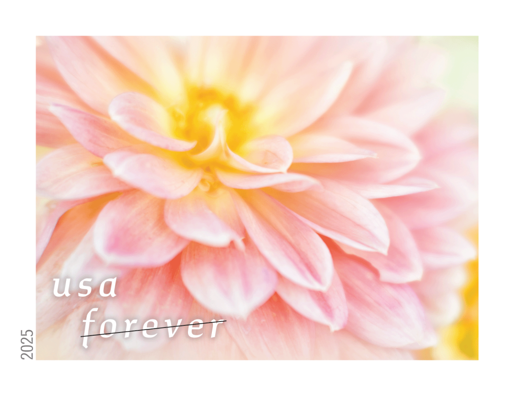 Dahlias 2025