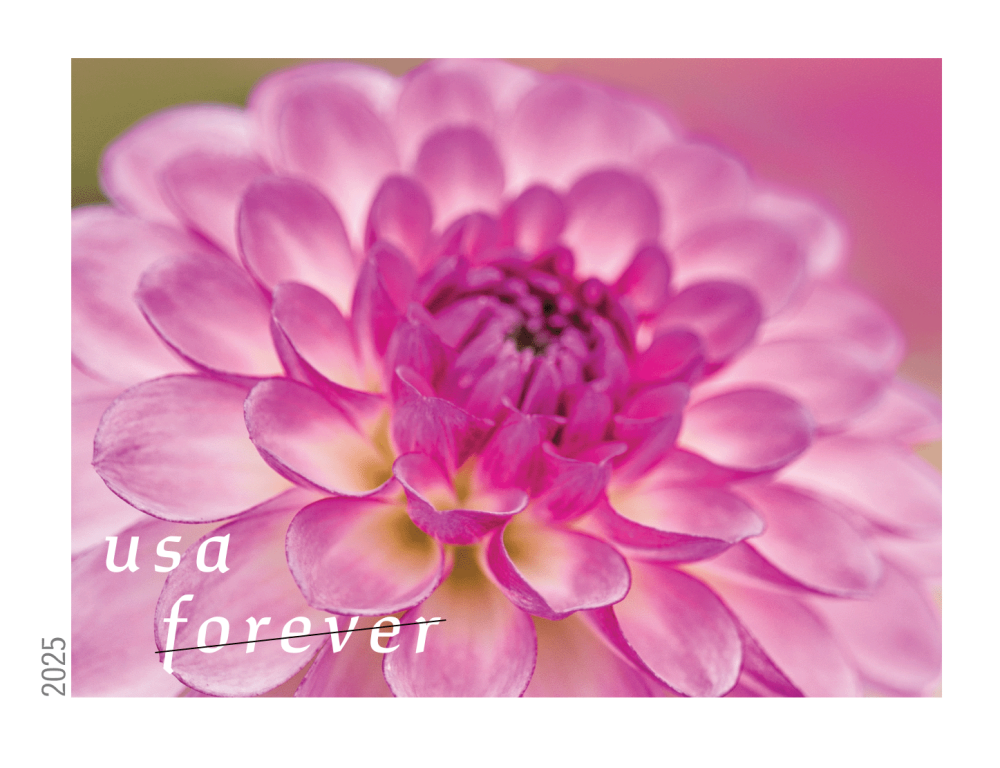 Dahlias 2025