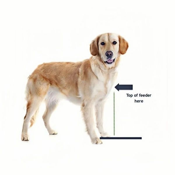 Bone Single Diner Pet Feeder by Pets Stop Size Large | Stainless Steel