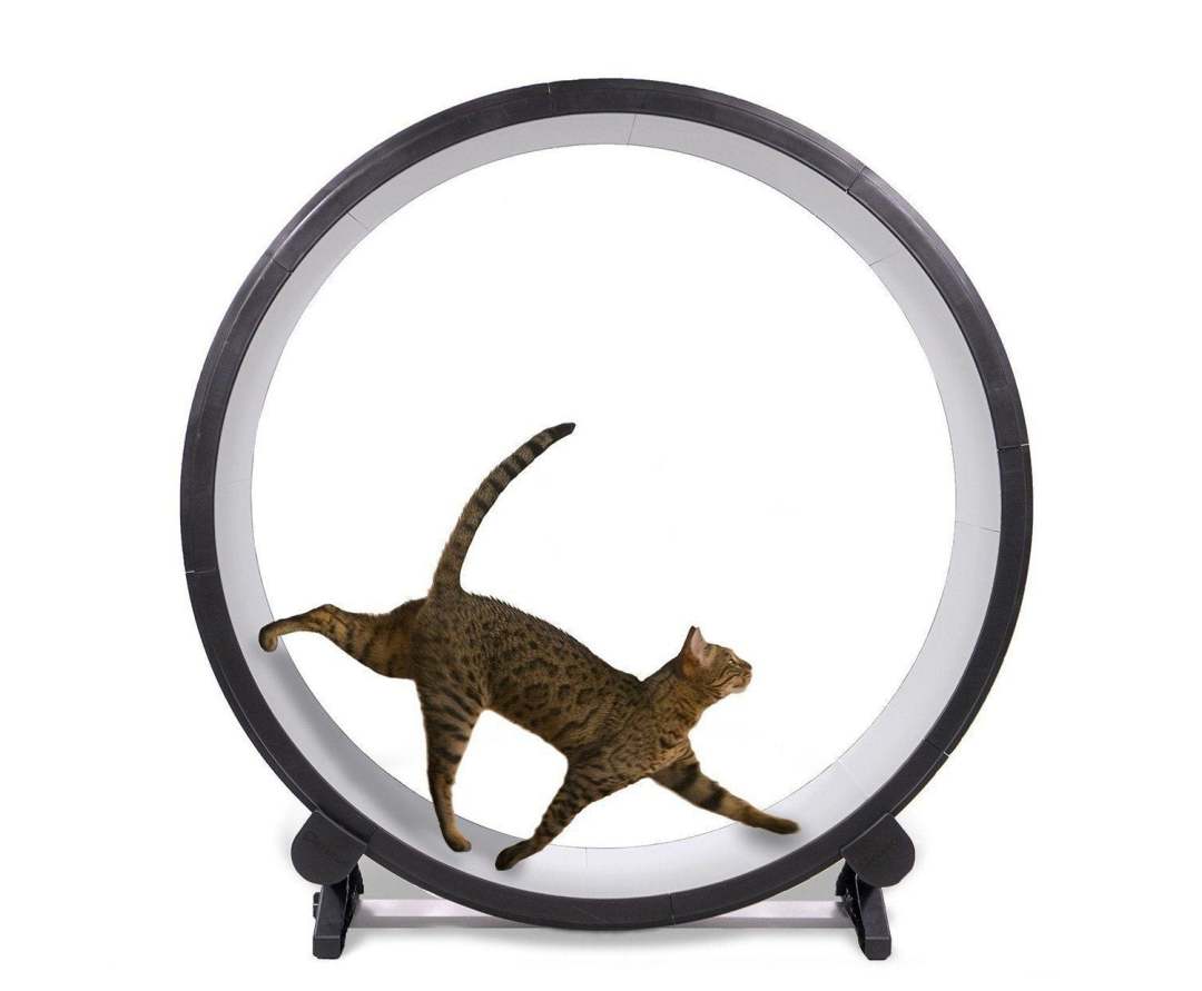 One Fast Cat Exercise Wheel 48