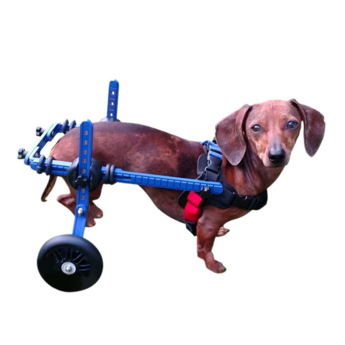 Walkin' Dachshund Wheelchair