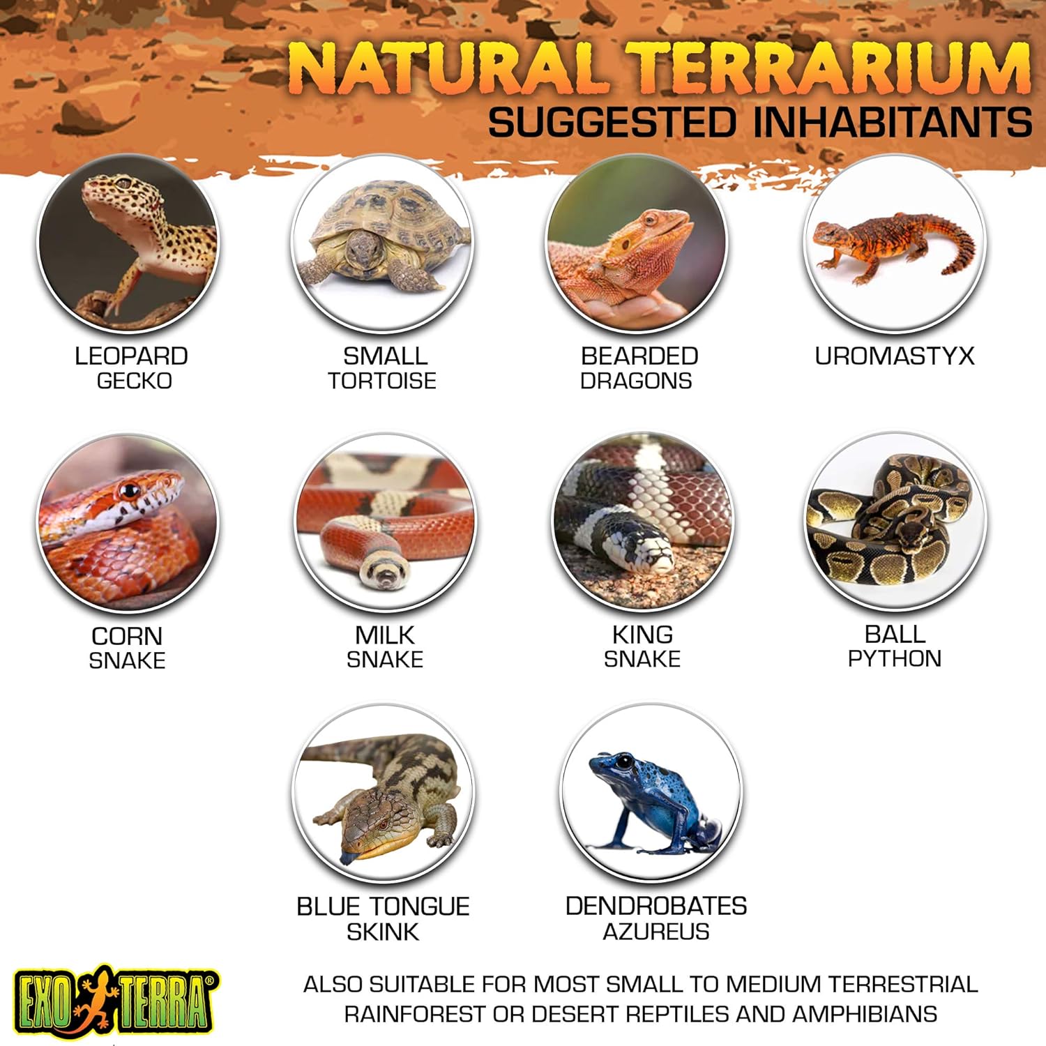 Glass Natural Terrarium Kit, for Reptiles and Amphibians, Nano Tall, 8 x 8 x 12 inches, PT2601A1