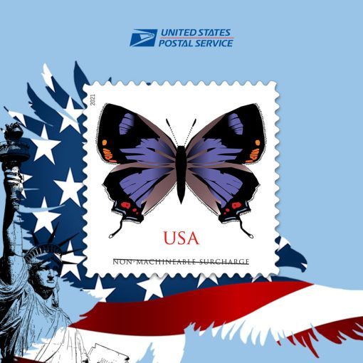 Colorado Hairstreak Butterfly 2021