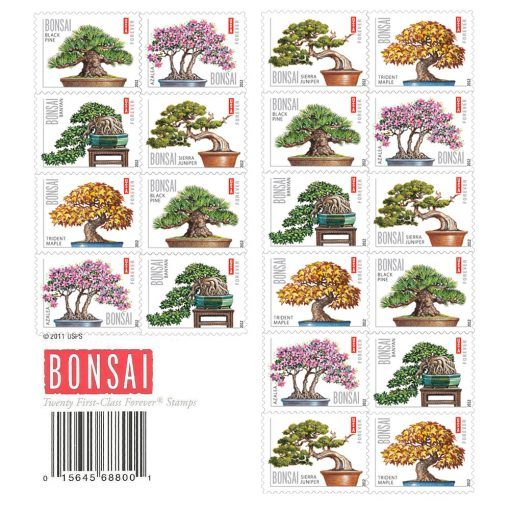 Bonsai Tree 2012