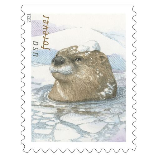 Otters in Snow 2021