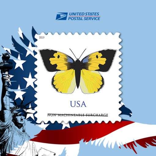 California Dogface Butterflies 2019