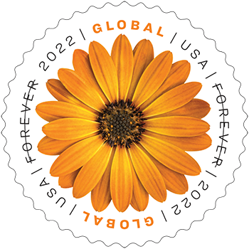 Global African Daisy 2022