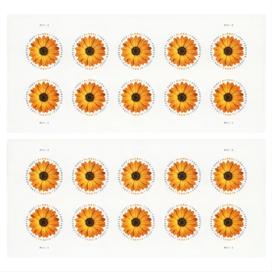 Global African Daisy 2022