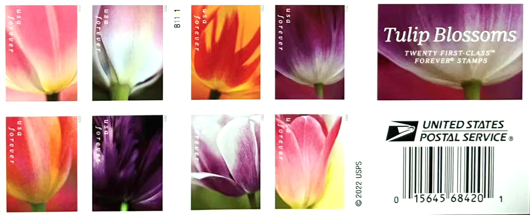 2023 Tulip Blossom
