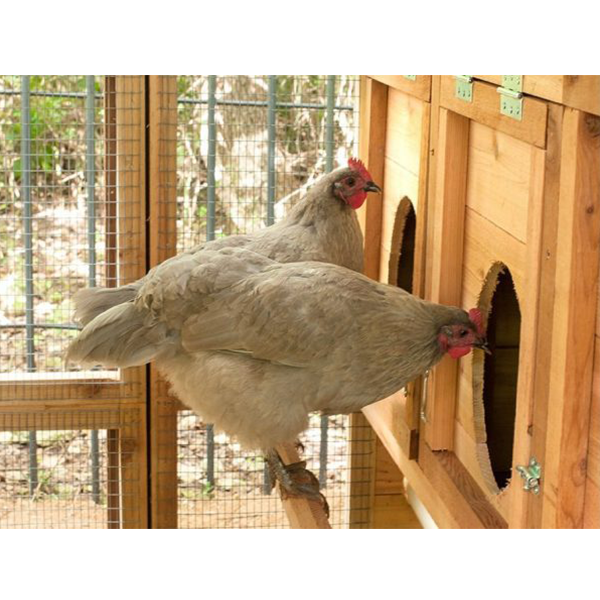 【Home&Garden】Walk-In Coop domed