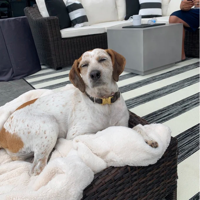 【Pet】Cristobal Rattan Rectangular Dog Sofa