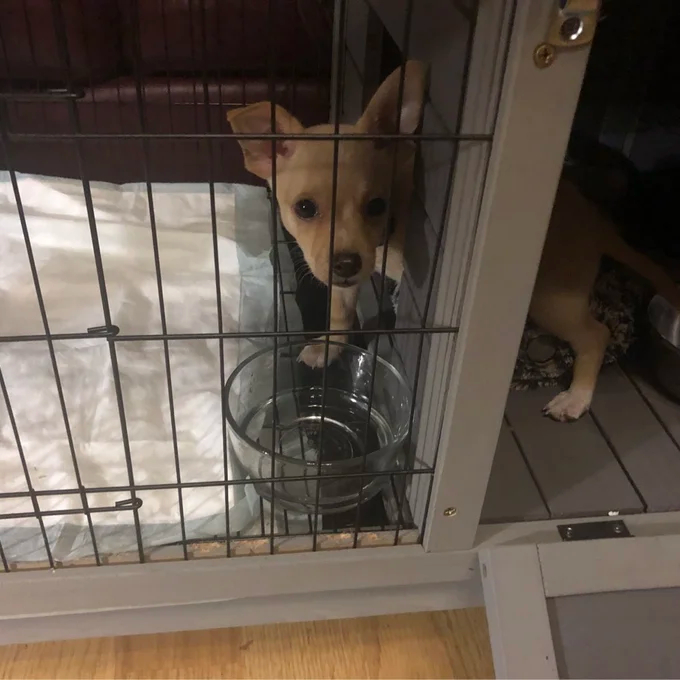 【Pet】Robinette Small Animal