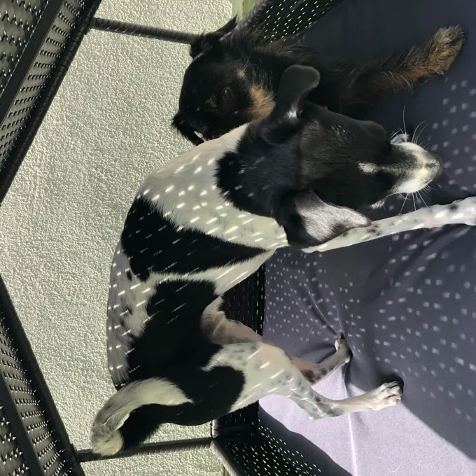 【Pet】Lollis Outdoor Wicker Cot Dog Bed