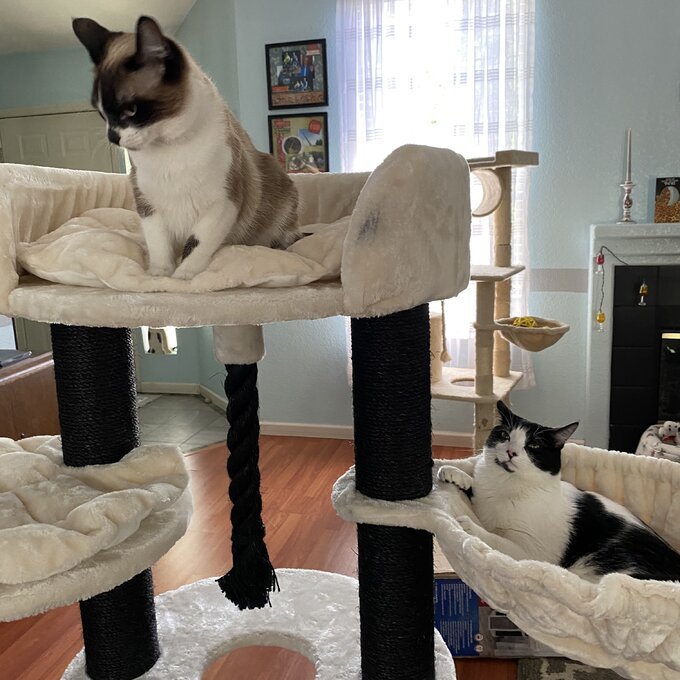 【Pet】56 Goodman Bovina Cat Tree