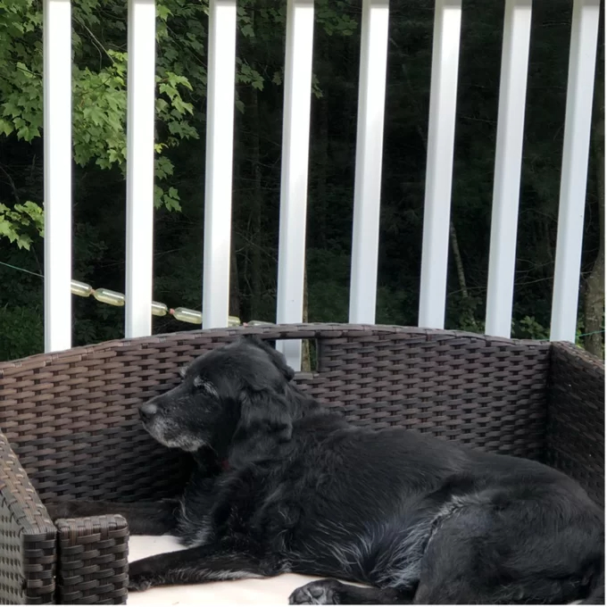 【Pet】Cristobal Rattan Rectangular Dog Sofa