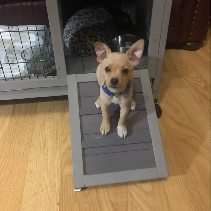 【Pet】Robinette Small Animal