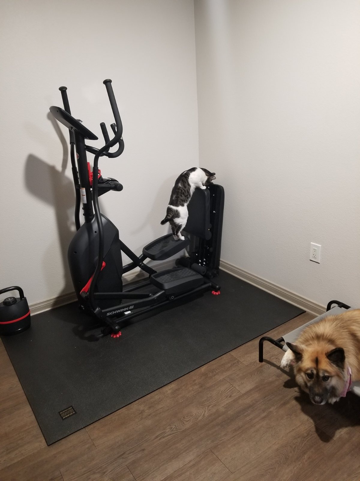 【Sports&Outdoors】SCHWINN Fitness 411 Compact Elliptical Machine