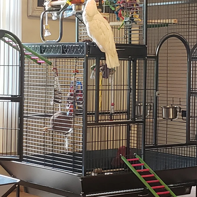 【Pet】Nickelson 66'' Steel Play Top Floor Bird Cage with Wheels