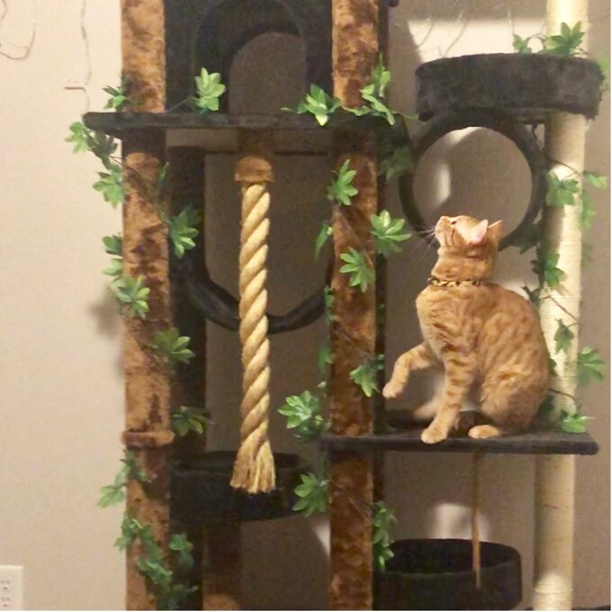 【Pet】70 High Cat Tree